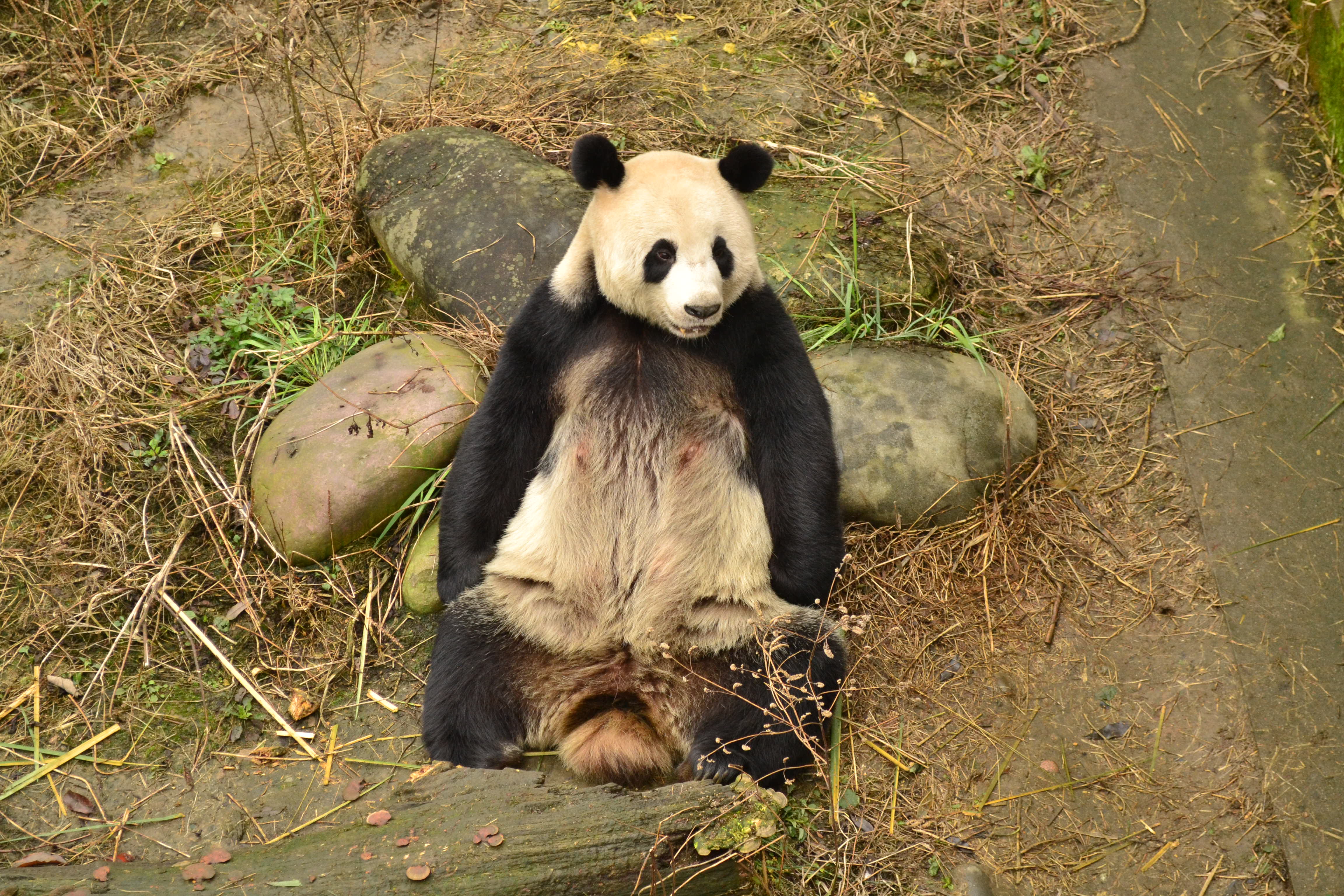 Giant panda publication in Biological Conservation