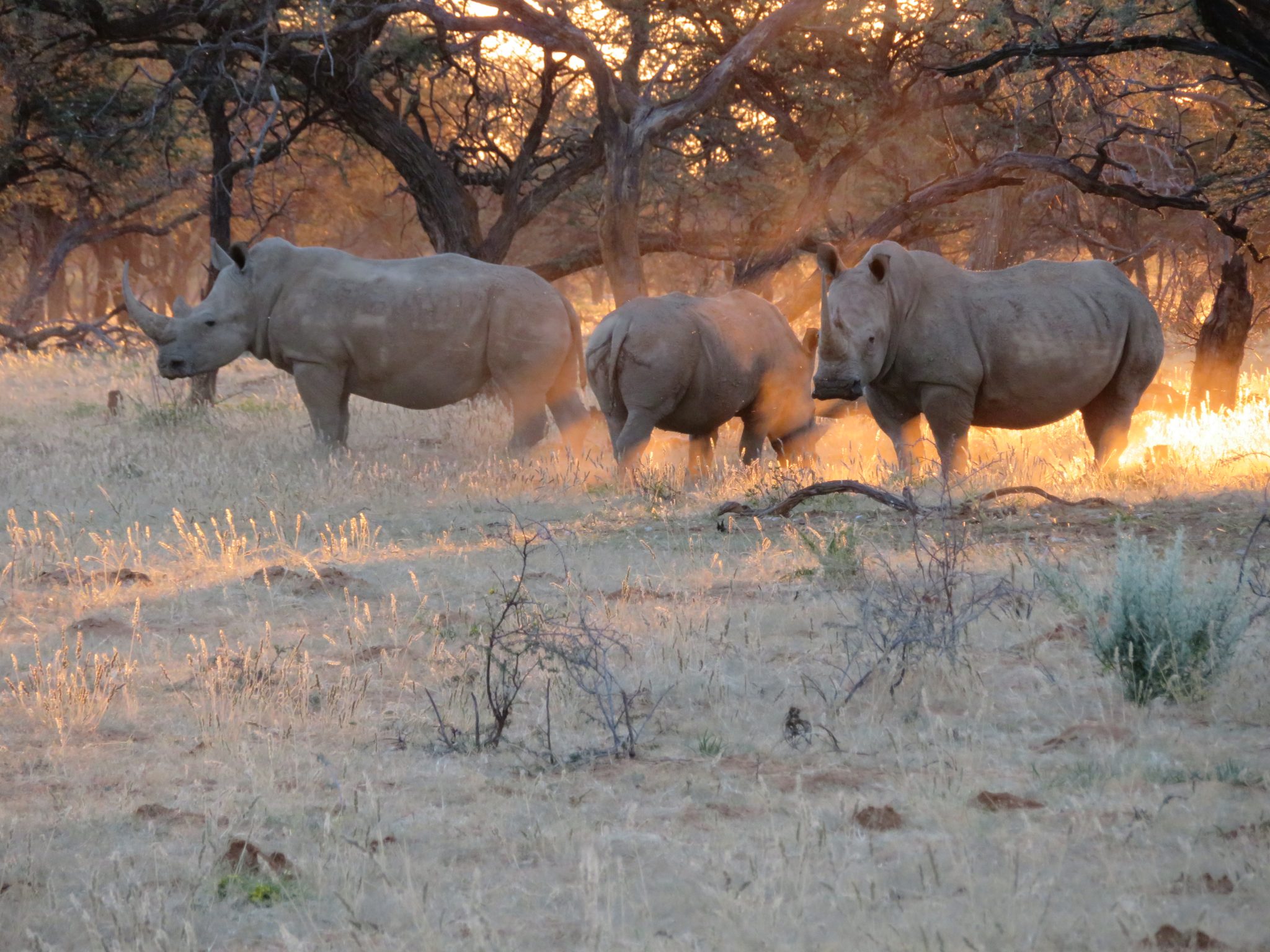 Drones can help protect rhinos in real-time with text messages!